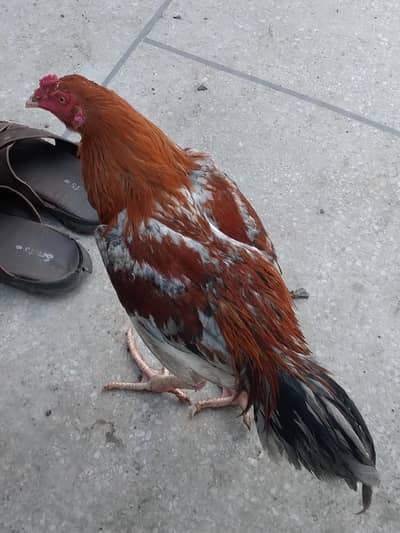 paper white murghe & other Aseeles murghay Murghian out class lAserles