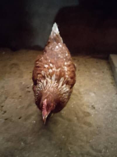 Desi murghiya murgha