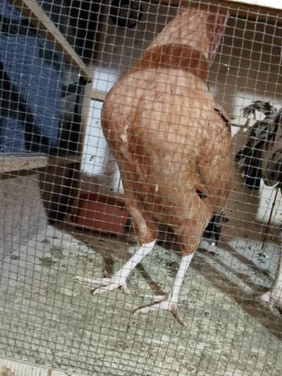 Desi murghiya murgha