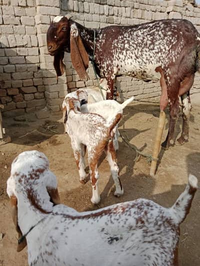 desi Bakri for Sale Call 03238705121