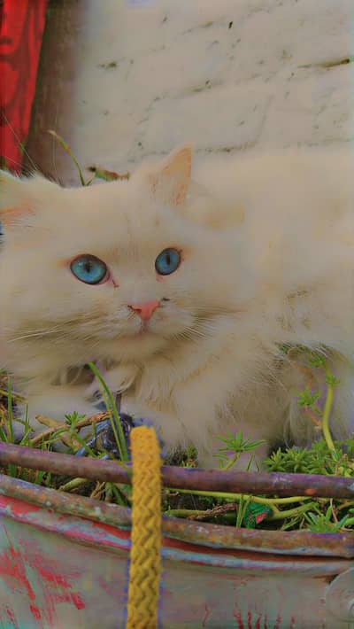 Persian triple coat punch face