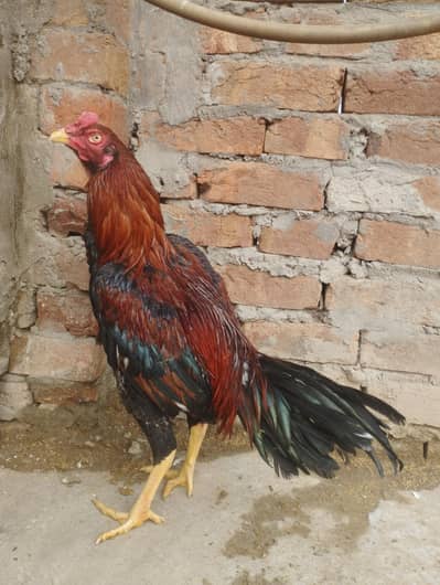 Big hight Aseel murga