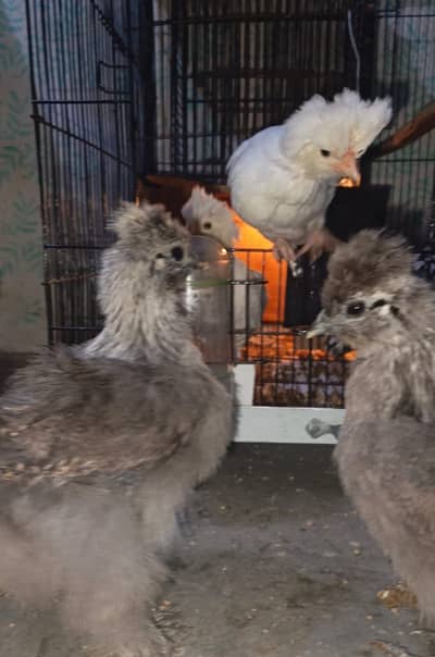 Blue silkie golden silkie white silkie silver Laced Polish white polis