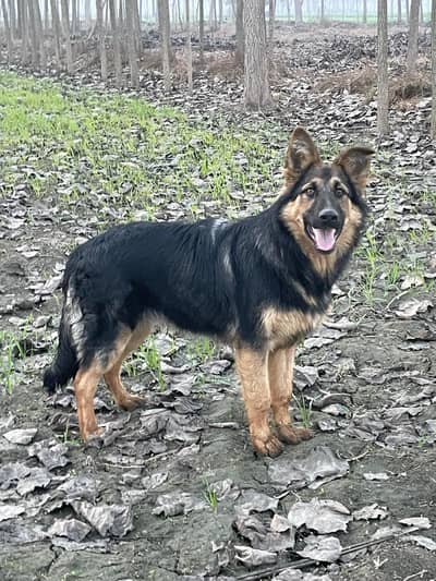 German shepherd 6 months dog or sale