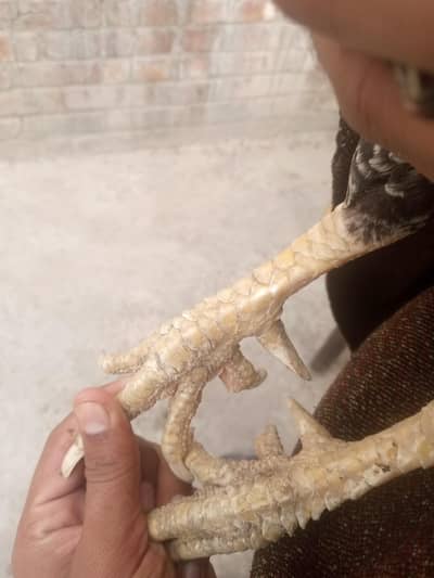 miawali aseel breder