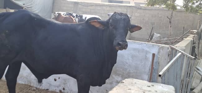 bachra 1.5 saal cholistani