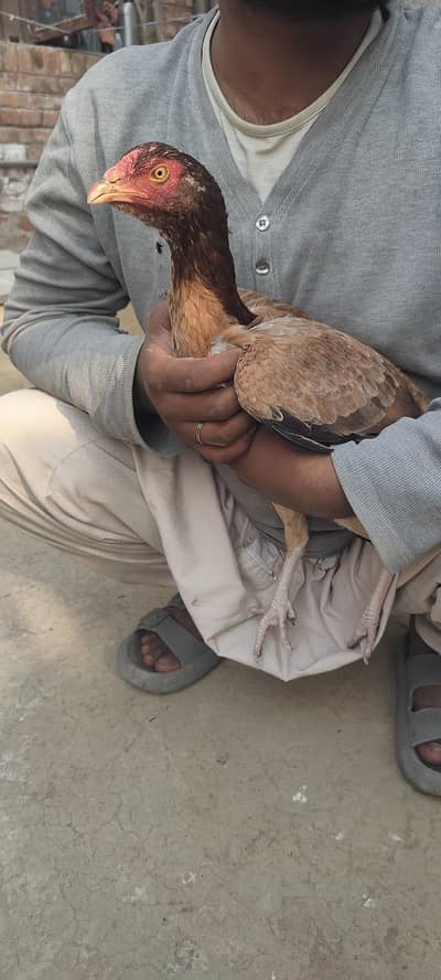 kio issu nhi ha sb ok ha