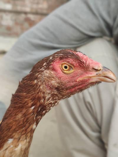 kio issu nhi ha sb ok ha