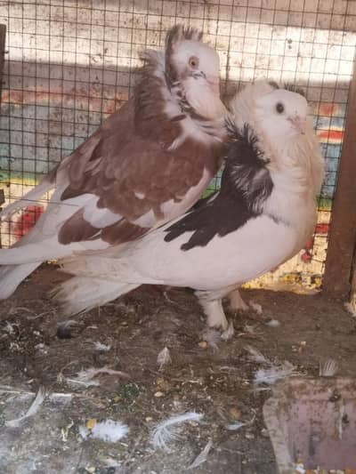Fancy Pigeons |  kabotar | کبوتر | Pigeons for sale