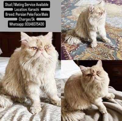 Persian Male Cat For Meting And Sale