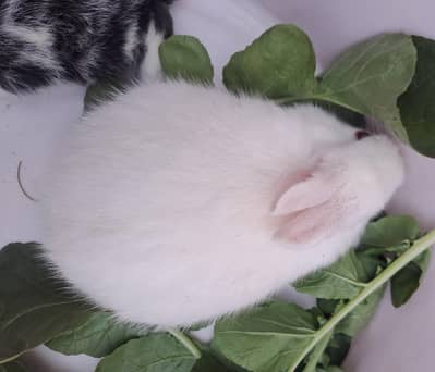 Rabbit Baby For Sale