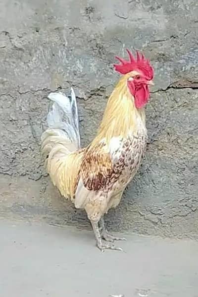 Unique Backyard Chicken for Sale