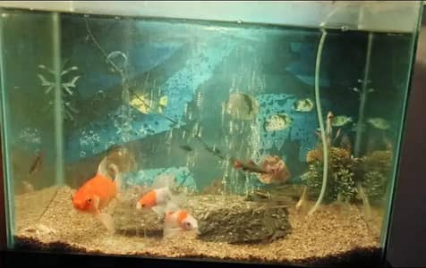 fish Aquarium With Fishes