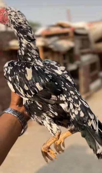 2 madya 2 pathya for sale