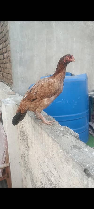 Aseel madi for sale urgent sirf shokeen BHai rabta kare