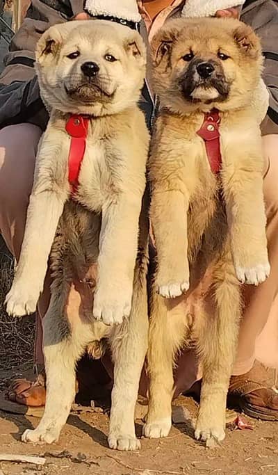king Kurdish kangal puppies security Dog available for sale