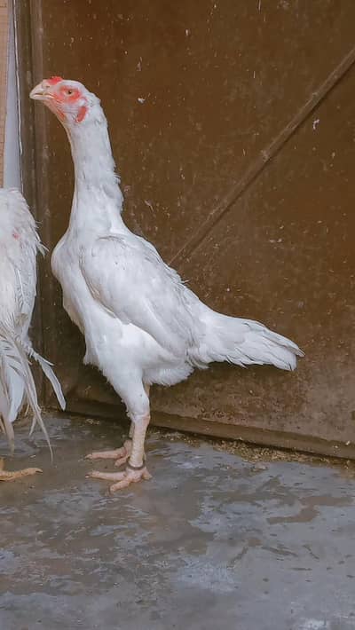 white shamo madi Exchange    Hera/hira/Assel/murga/hen
