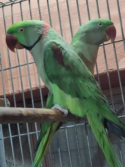 raw parrot pair