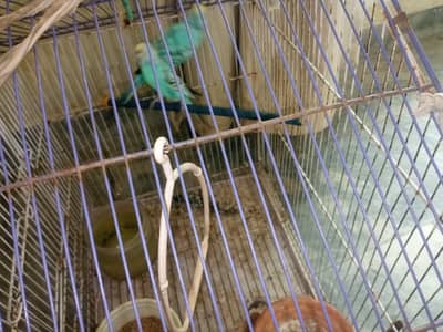 healthy parrot pair