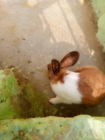 Red Eyes white rabbits and black eyes brown rabbits