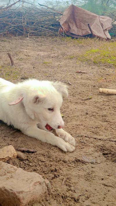 Russiaan dog for sale