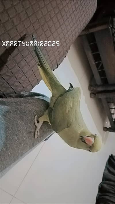 GreenNeck Full handTeam