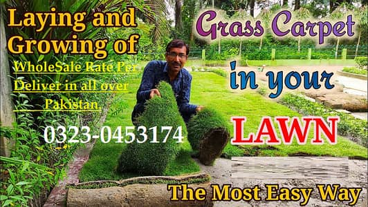 Natural Grass | Korean Grass | Fine Dhaka Grass | american Grass