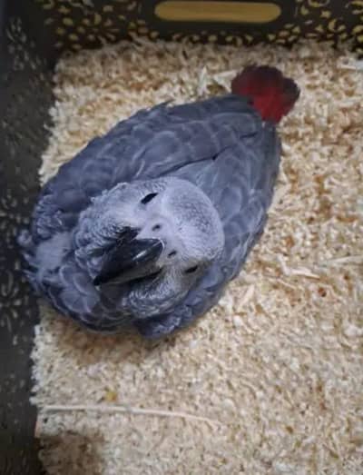 African grey parrot checks for sale0344%5146%577