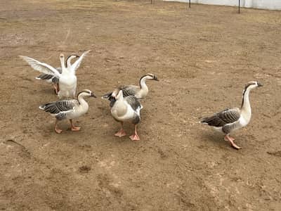 Goose ducks available