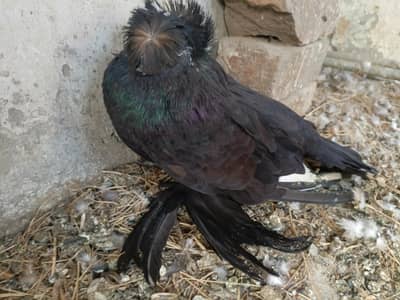 Trumpeter/Bukhara breeder Male