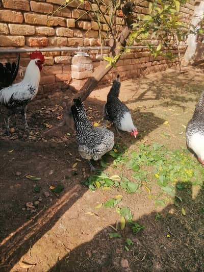 fummi misri egg for sale