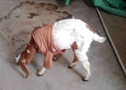 2 Female Goats for Sale in Keamari