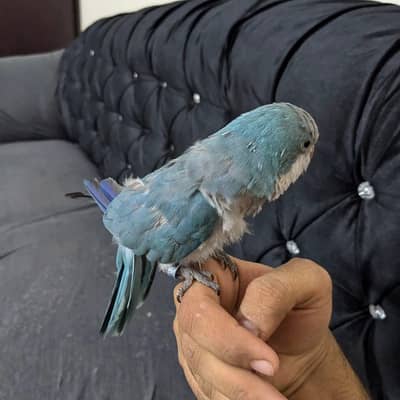 monk available for sale