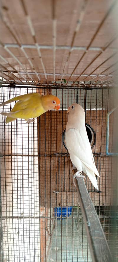 creamno to albino pair