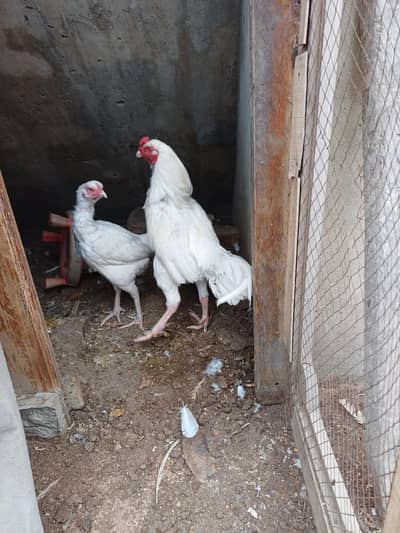 full height heera qandahari aseel pair paper white