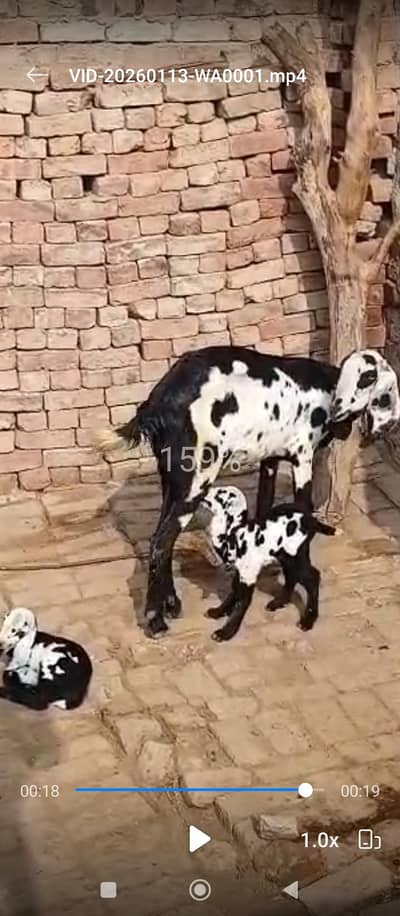 bakri sale 60000 fone 03066158864 chaska Walon SE mazrat