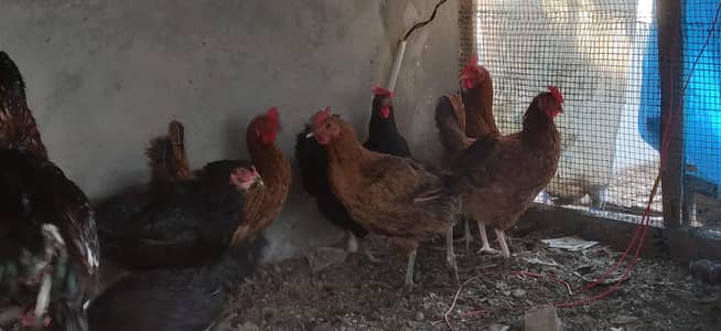 golden desi only hens for sale