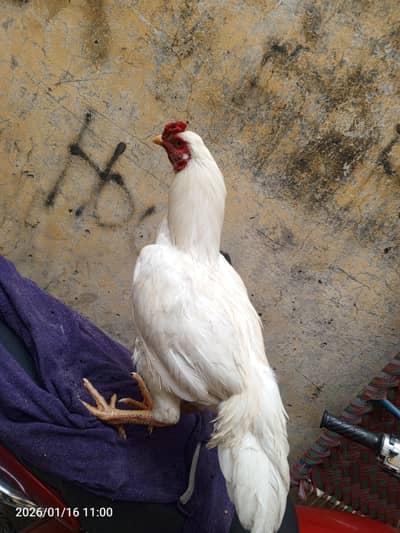 Heera aseel full active bird