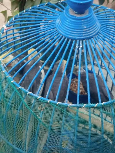 cocktail for pair sale