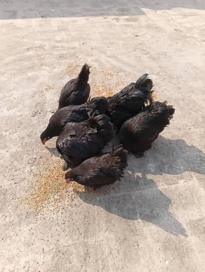 Black Bantum pathy pathia