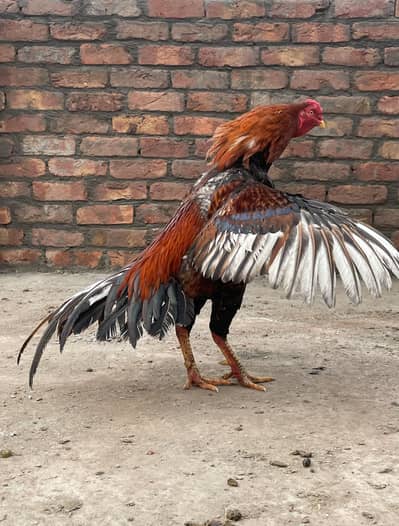 Urgent sale for need (whatsapp 03344640119)