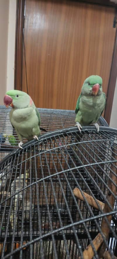 Raw Parrots Pair