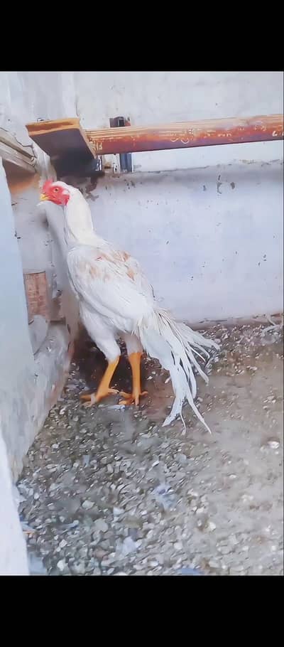 perot beak patha avalible