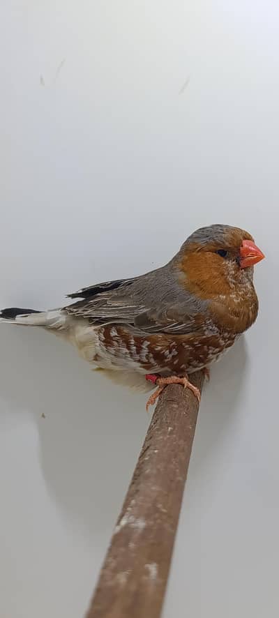 half orange and full orange