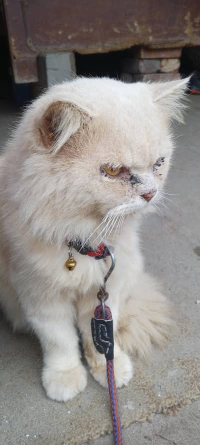 urgent sale karni hai