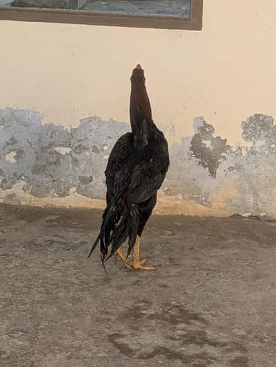 مرغا فار سیل لوکیشن بہاولپور بالکل فٹ ہے کوئی مسئلہ نہیں ہے اس میں