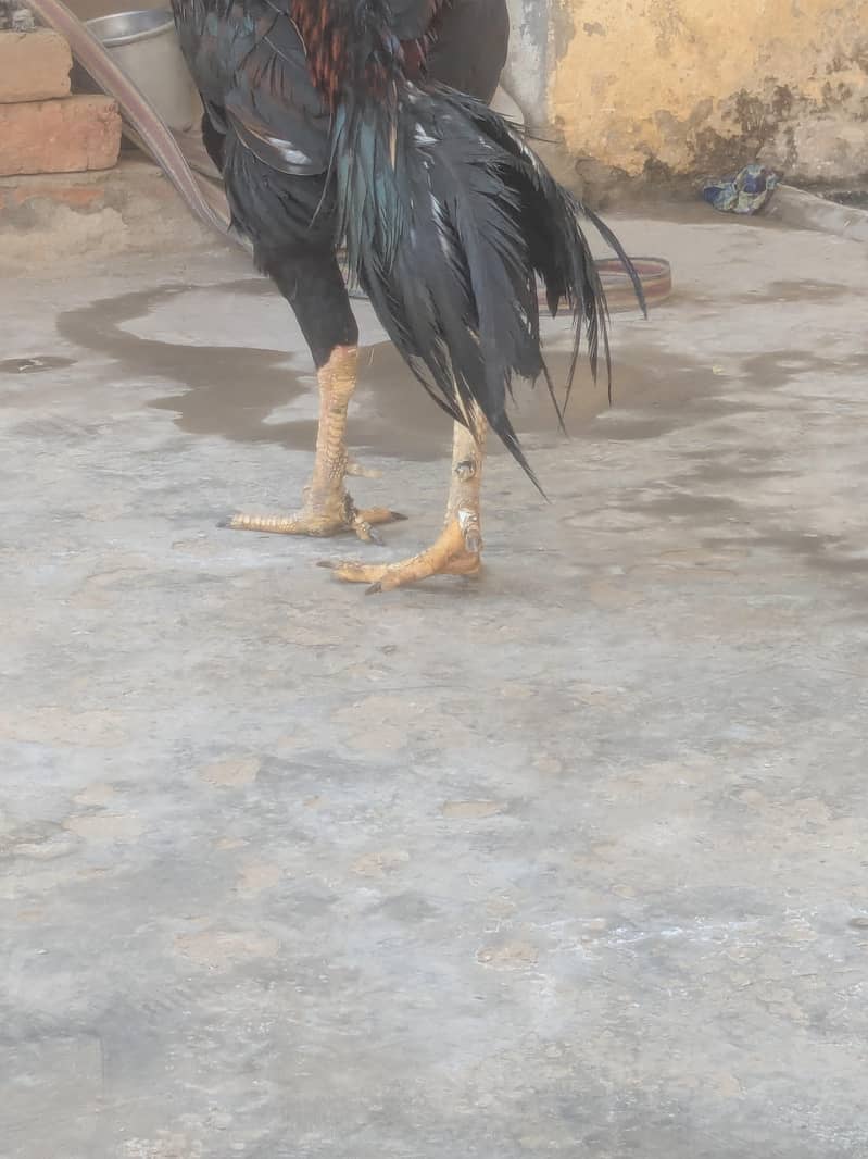 مرغا فار سیل لوکیشن بہاولپور بالکل فٹ ہے کوئی مسئلہ نہیں ہے اس میں 4