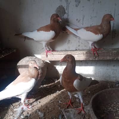 danish /magpie and black tail for sale