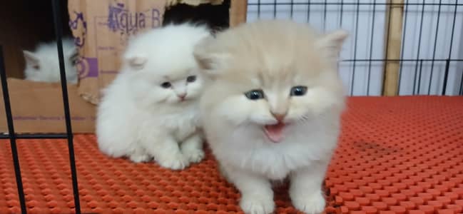 Persian kitten for sale