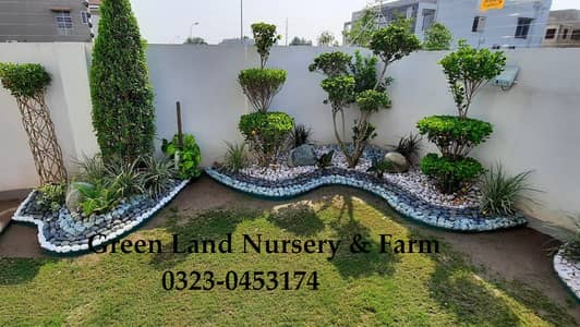 Premium Natural Grass | Home Garden Landscaping | Natural Korean Grass